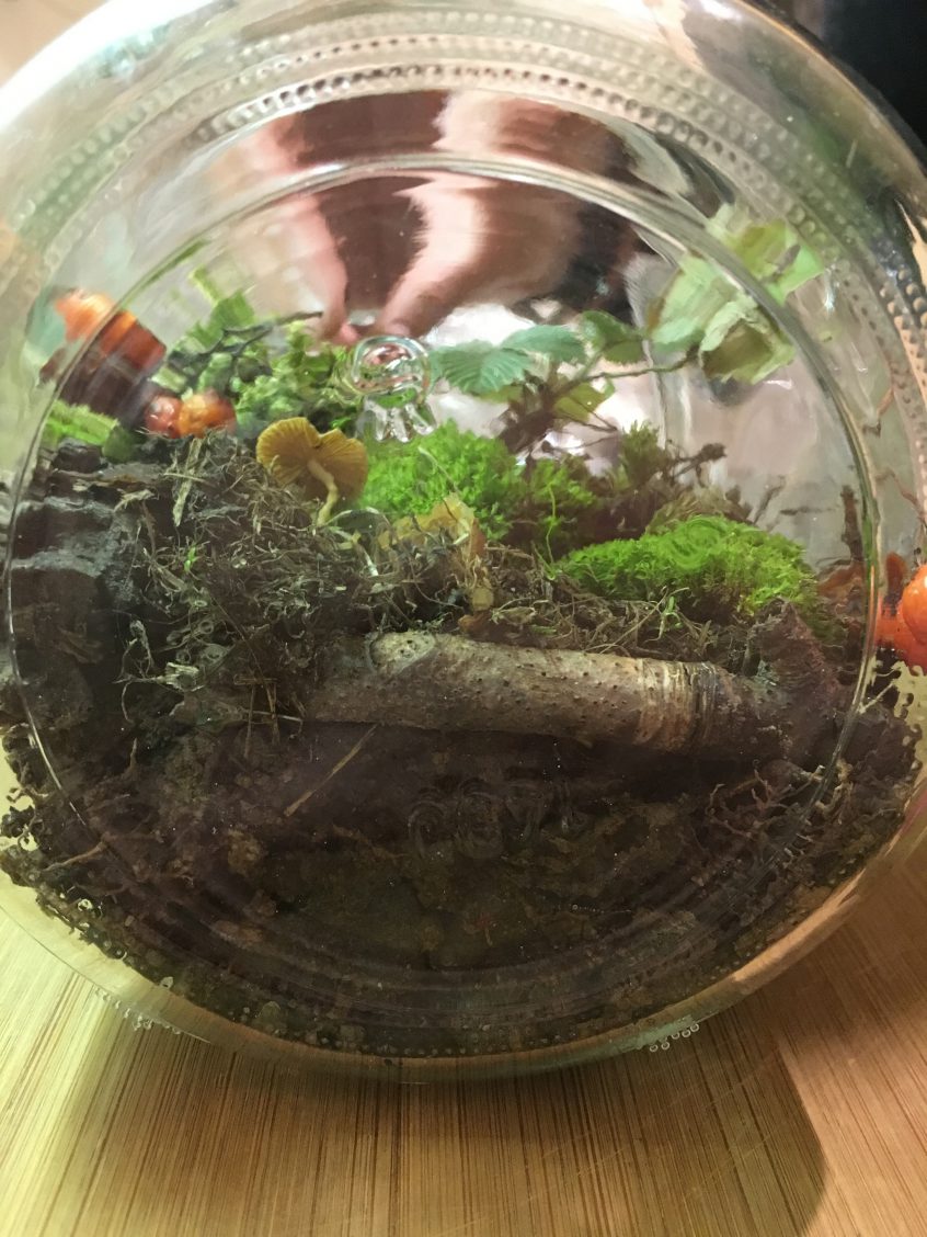 DIY Geschenkidee Ewiges Terrarium TrendRaider Nachhaltige