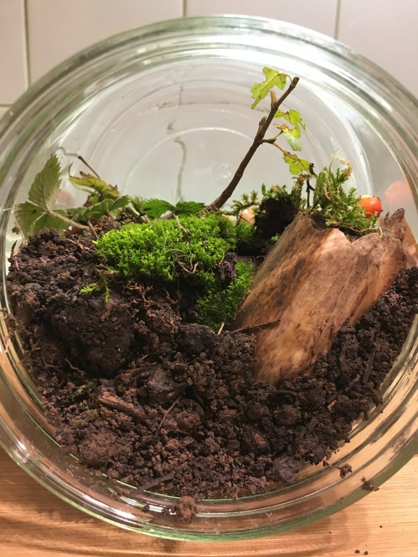 DIY Geschenkidee Ewiges Terrarium TrendRaider Nachhaltige