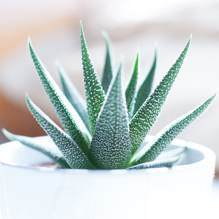Aloe Vera als klassische und pflegeleichte Zimmerpflanze