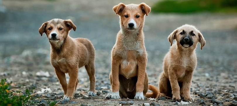 Auslandshund Adoptieren Das Solltest Du Beachten Trendraider Nachhaltige Lifestyle Boxen