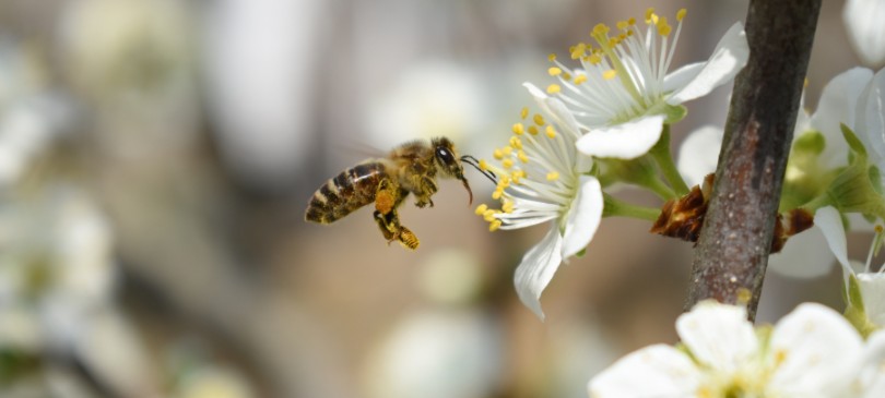 TrendRaider stellt vor - Die Waldbienen