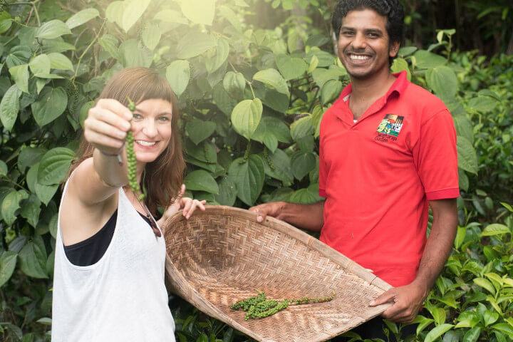 Yummy Organics Gewürze aus Sri Lanka