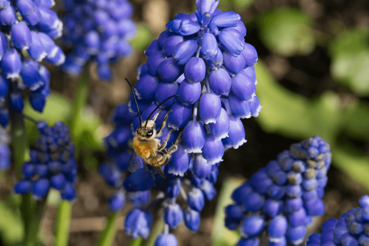 Pollinature Mauerbiene