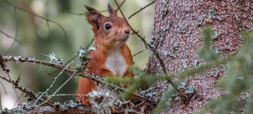 Tiere unterstützen